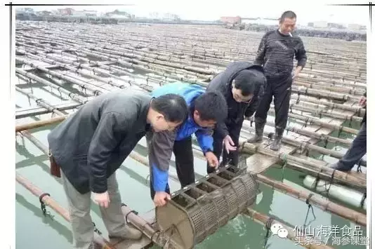 中国海参养殖业现状之我所见！